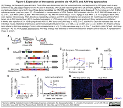 CjCas9