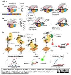 [レビュー] Cas12aをベースとした最新のウイルスDNA検出ツール設計に向けて