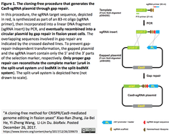 A cloning-free method for CRISPR-Cas9-mediated