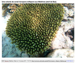 CRISPR-Cas9による造礁性サンゴ類の効率的ゲノム編集