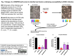  EHEC infection