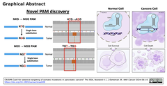 癌細胞に特有な体細胞変異により生成されるPAM配列を手掛かりに, 癌細胞選択的なCRISPR-Cas9遺伝子編集を実現
