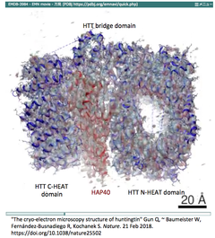 The cryo-electron microscopy structure of