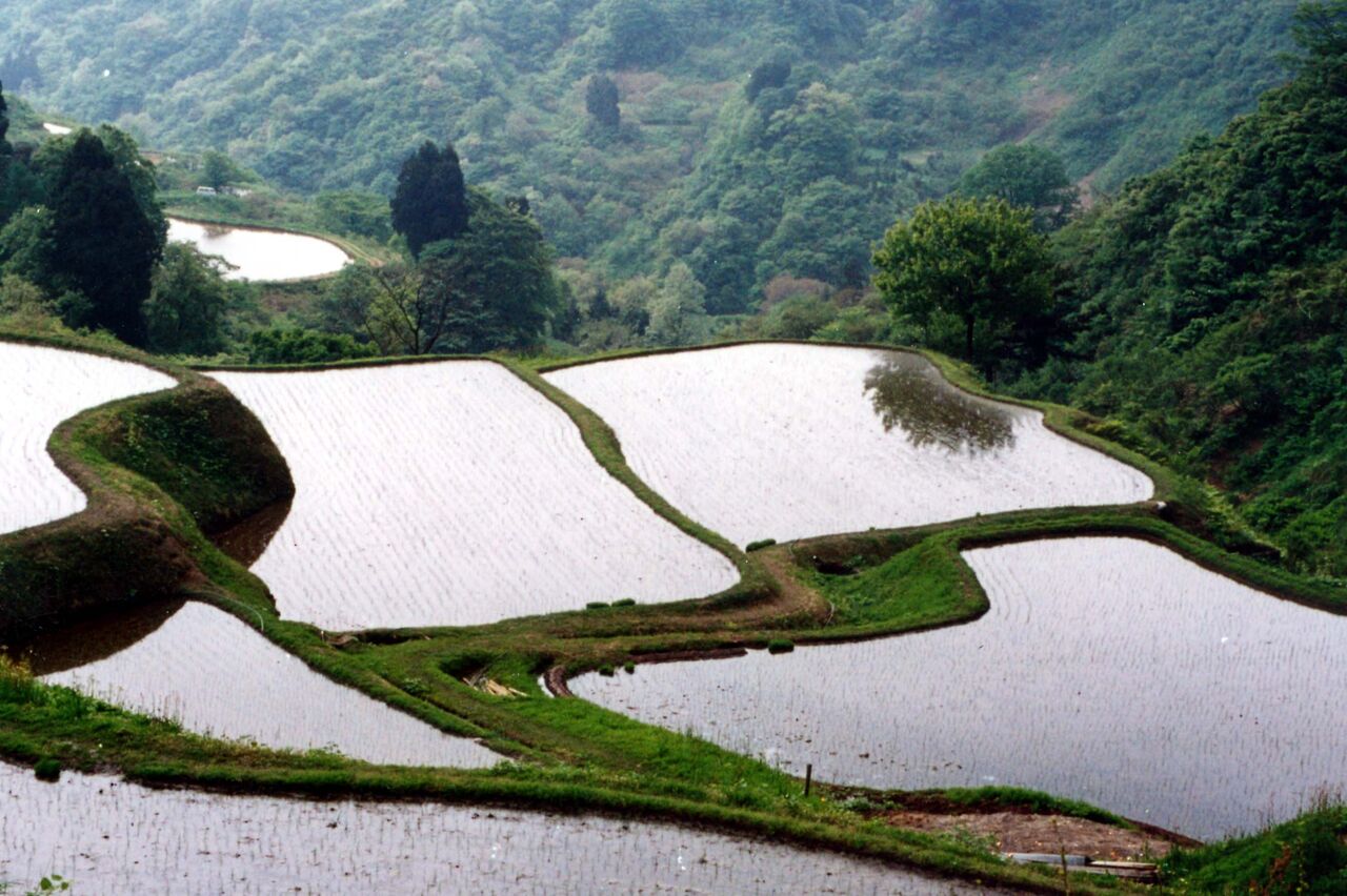 三条西実枝 実条 武家社会の中の公家たちはどのように生き残ったのか ニワカ歴史オタが語る雑記