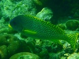 176 ディハムリのシュノーケリング11