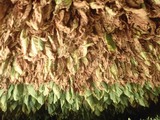 65 ビニャーレス渓谷ツアー_タバコの葉ﾌﾟﾗﾝﾃｰｼｮﾝ４
