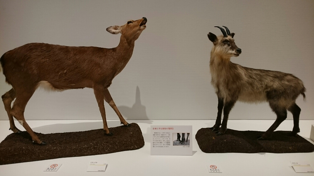 きて みて さわって カモシカ パラダイス Happyunbirthday