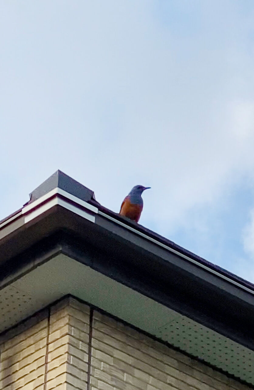 幸せの青い鳥発見 Staff Blog 幸せの青い鳥発見 Staff Blog