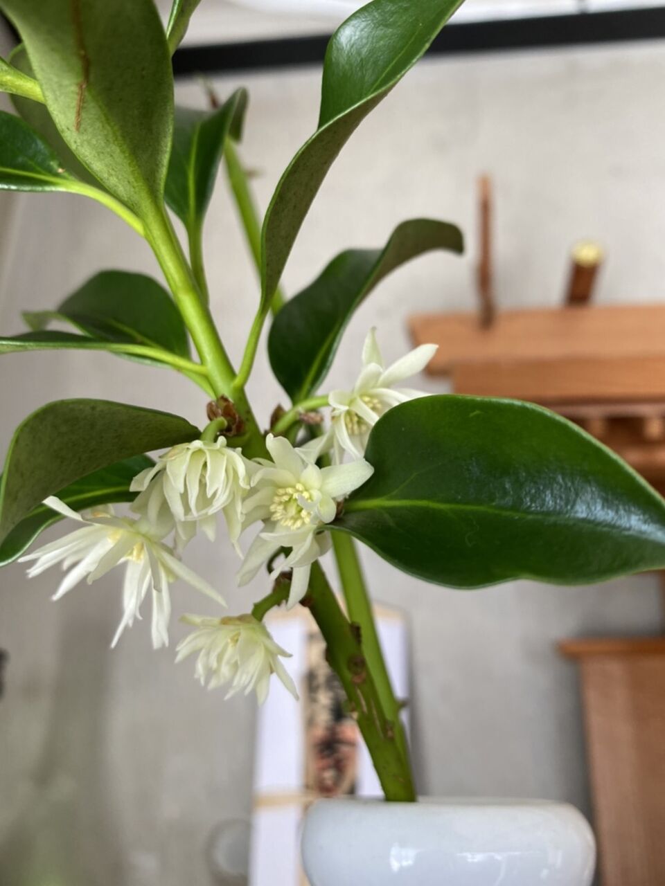 榊の花が咲く Staff Blog