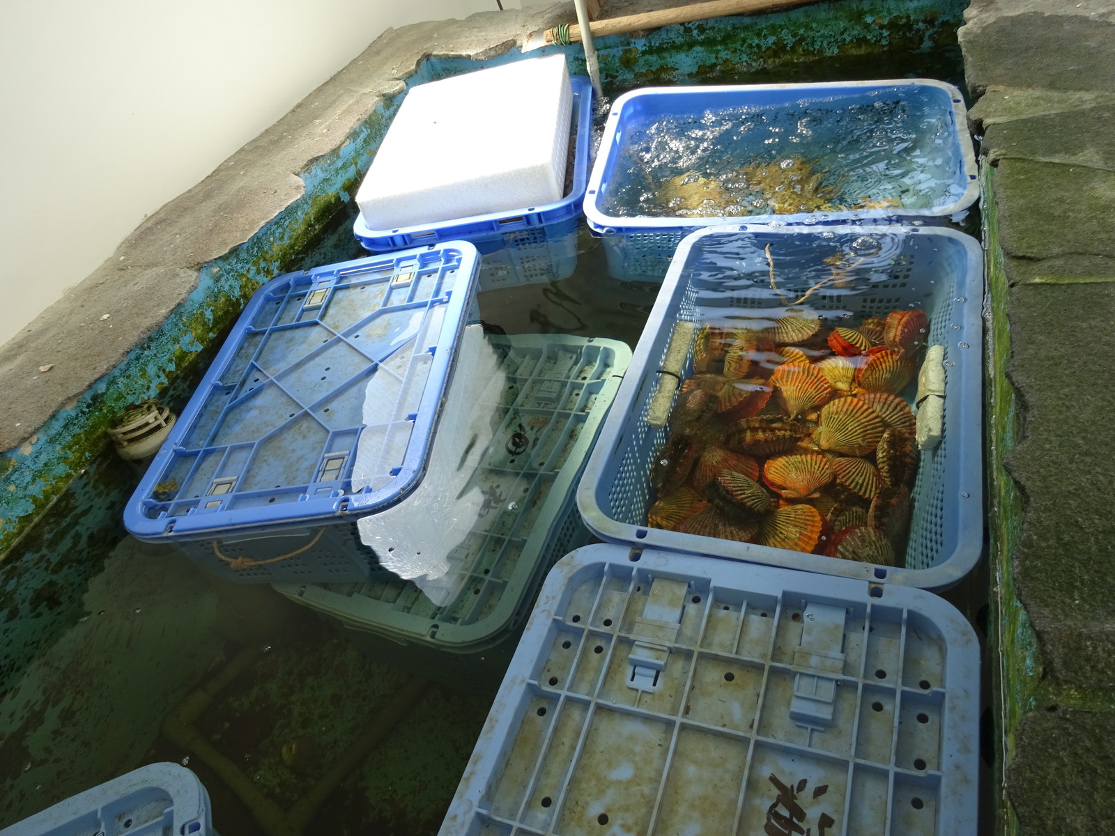佐伯市鶴見海望パーク 佐伯市鶴見 大分徒然随想録ラーメン聖人 佐伯市鶴見海望パーク 佐伯市鶴見 大分徒然随想録ラーメン聖人