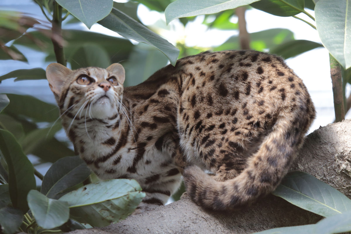 画像 暇やし 野生猫の画像貼るわ くらうどch