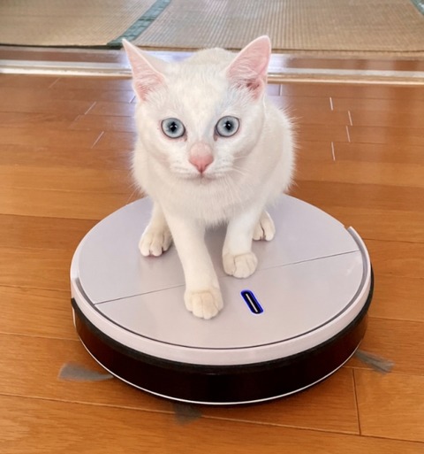 【解説/生物】紙おむつにも使われる吸水材で細胞を膨らませて観察する「膨張顕微鏡法」とは？