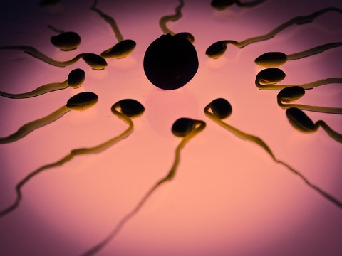 sperm-956482_960_720
