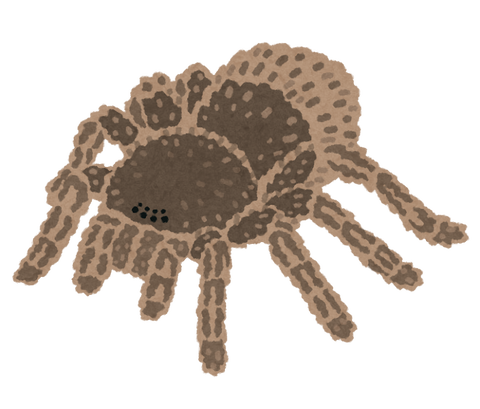 bug_kumo_tarantula