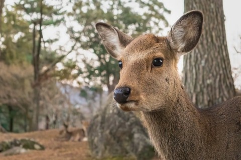 奈良公園の鹿にマダニ「想像の100倍いる！」触るとうつる？ 奈良県と保護団体に聞く : 理系にゅーす