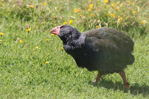 takahe-2120328_640