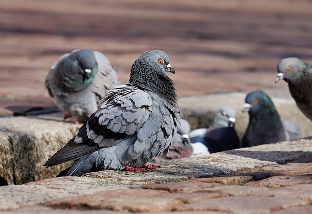 ハトの鳴き声 クルックー 自己アピール ウー オー 交尾の準備が整う ピーピー 食べ物ちょうだい ろいアンテナ