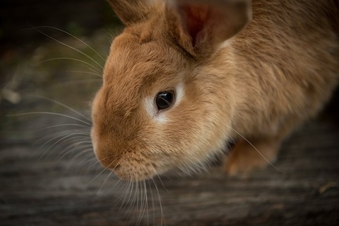 animal-g78ee4700a_640