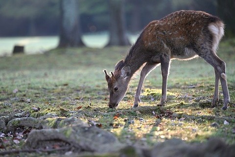 animal-gf0e32f482_640