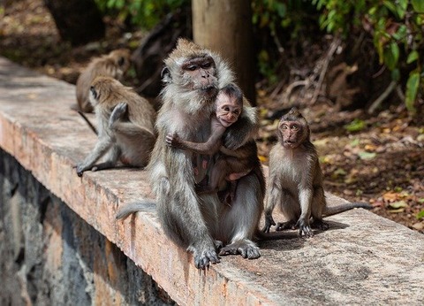 long-tailed-macaque-4501437_640