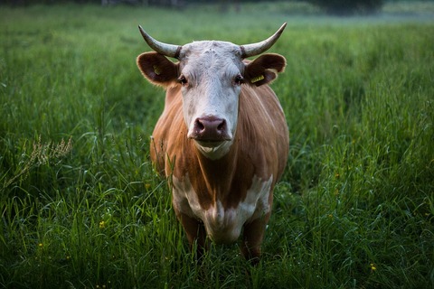 cow-1839118_960_720