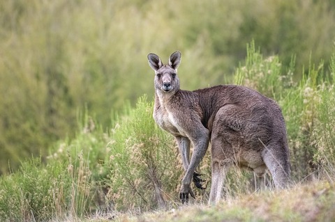 kangaroo-gcea44385a_640