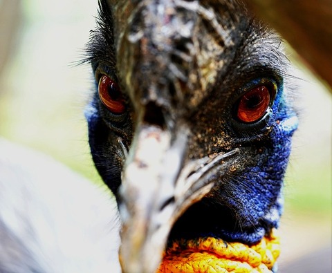 cassowary-g3f43c2370_640