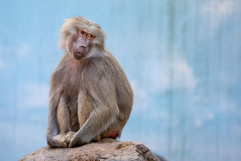 monkey-6491669_960_720