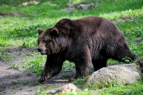 brown-bear-4859243_640