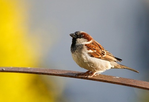 sparrow-g26f7390c2_640