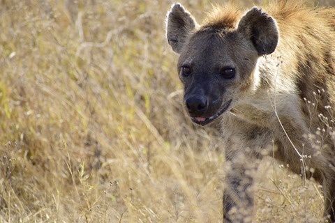 hyena-g920843681_640