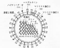 ダウンロード (1)