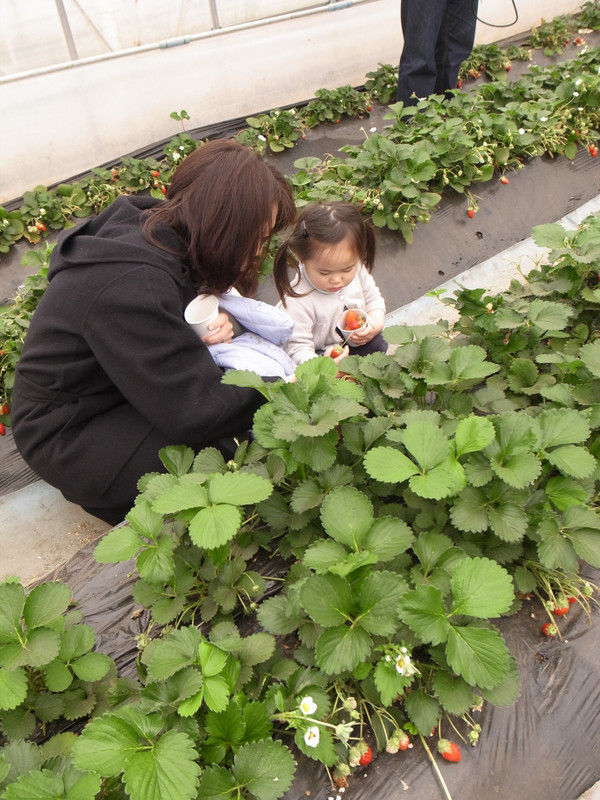 第３回 いわふねフルーツパーク ７周年感謝祭 Crt栃木放送 行ってみよ 食の街道とホッと田園
