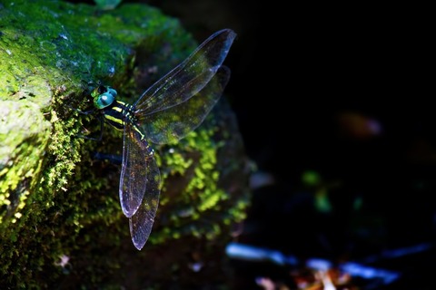 PPW_sanrancyunooniyanma_TP_V4