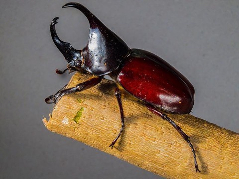 tropical-beetles-g78996e710_640