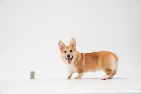 fatty-corgi-g-Dui8tCdrI-unsplash