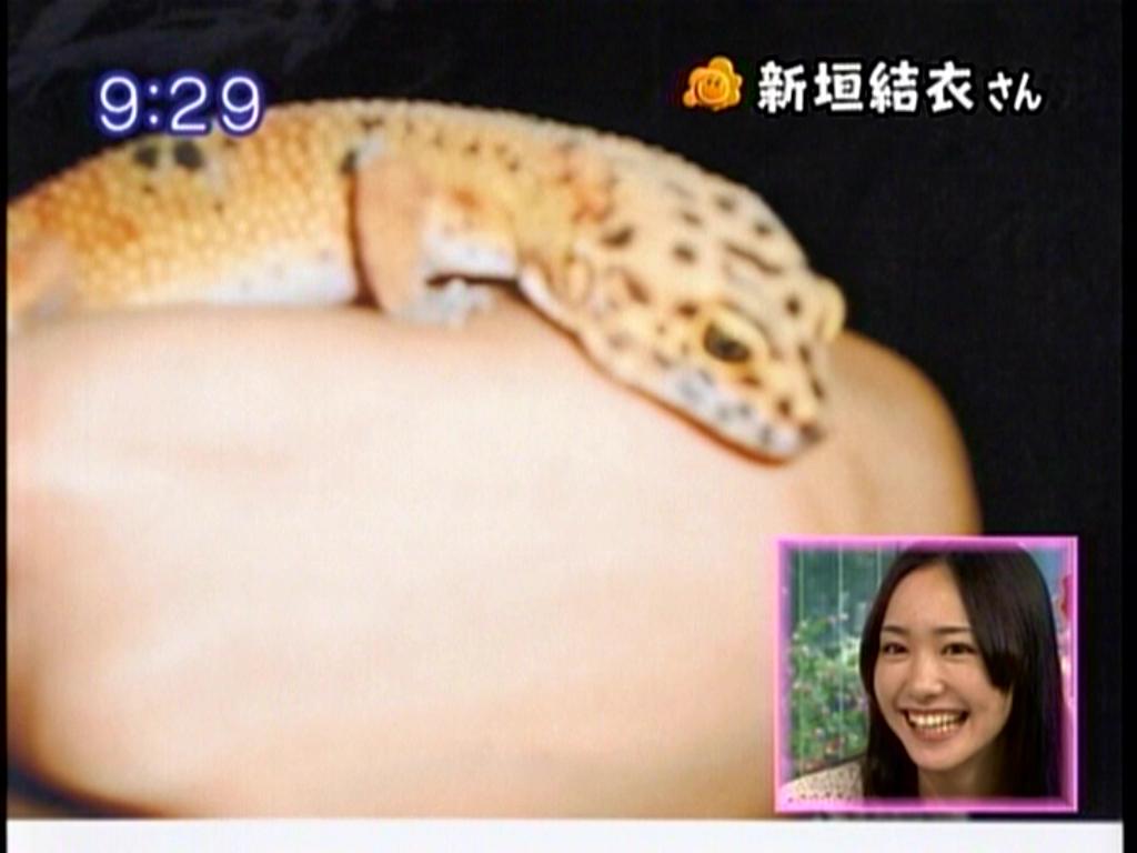 新垣結衣 はトカゲ好き 中川翔子はヒル 森泉は動物園 ヘンテコすぎるペット を飼う美女たち 気になる芸能まとめ