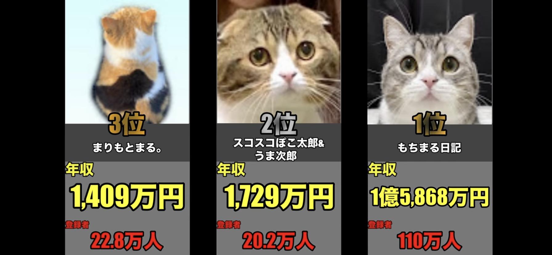 画像 もちまるの飼い主さん とうとう芸能人とネッコをコラボさせてしまうｗｗｗｗｗ 気になる芸能まとめ
