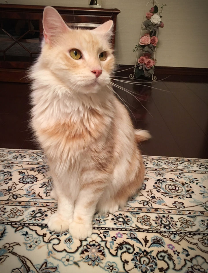 話題 Daigo 北川景子に飼い猫と呼び間違えられるwwwその言い訳明かし かわいすぎか とネット反響wwwwwww 気になる芸能まとめ 話題 Daigo 北川景子に飼い猫と呼び間違えられるwwwその言い訳明かし かわいすぎか とネット反響wwwwwww 気になる芸能まとめ