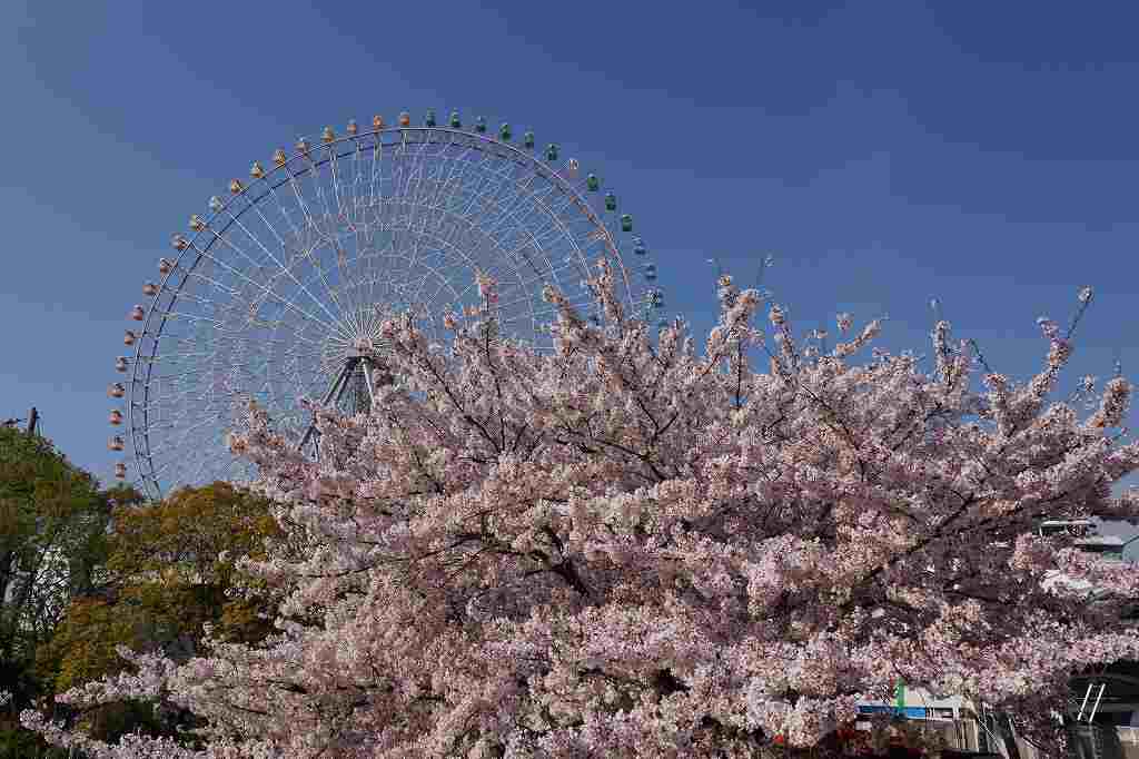 天保山公園の桜が満開 船と花と風景と 天保山公園の桜が満開 船と花と風景と