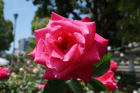 DSC01537