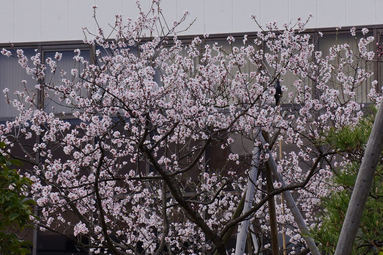アーモンド フェスティバルは今年も中止 船と花と風景と