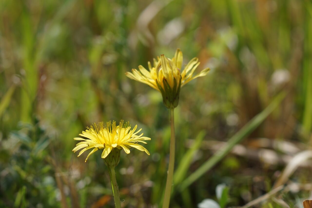 土筆 と たんぽぽ 船と花と風景と