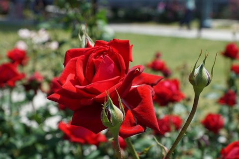 DSC01561