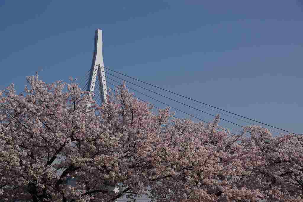天保山公園の桜が満開 船と花と風景と 天保山公園の桜が満開 船と花と風景と