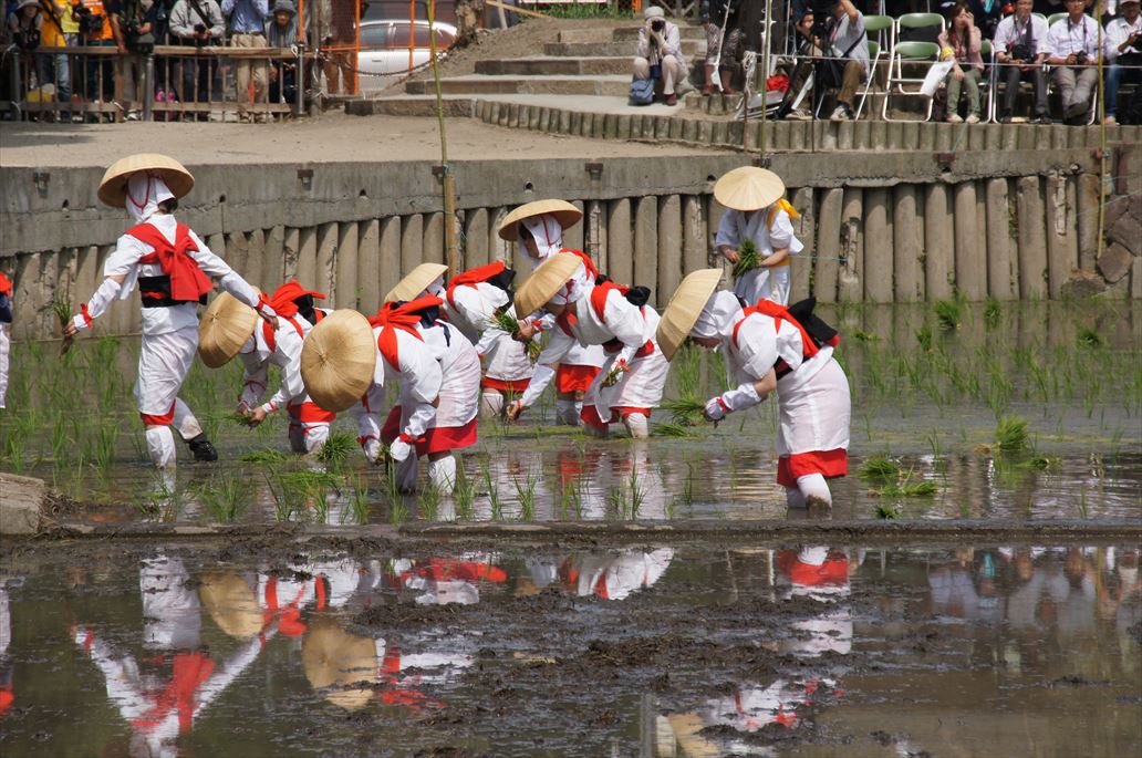 「住吉大社御田植神事」⑤ 船と花と風景と 「住吉大社御田植神事」⑤ 船と花と風景と