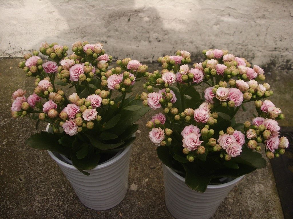 最高カランコエ 植え 替え 時期 すべての美しい花の画像 最高カランコエ 植え 替え 時期 すべての美しい花の画像