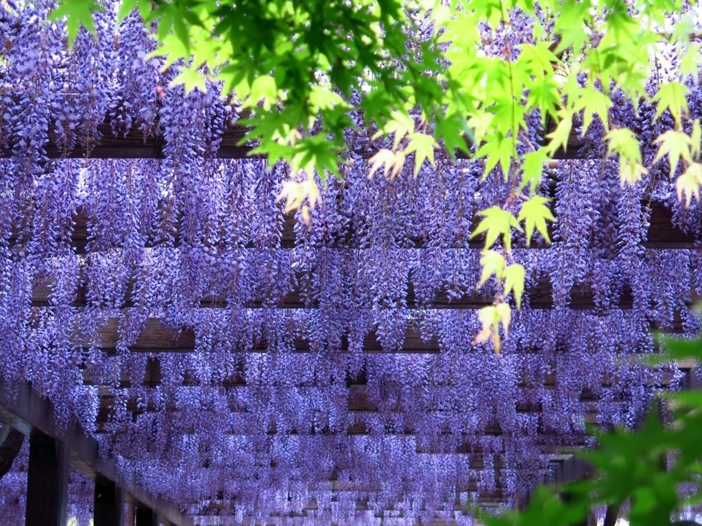 Jongeres ロイヤリティフリー 壁紙 藤の花