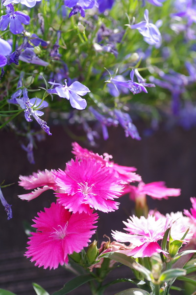 IMGP0982_1