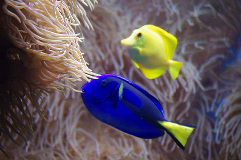 沖縄 美ら海水族館はやっぱりきれい 沖縄旅行その2 Crux S Stardust Diary 沖縄 美ら海水族館はやっぱりきれい 沖縄旅行その2 Crux S Stardust Diary